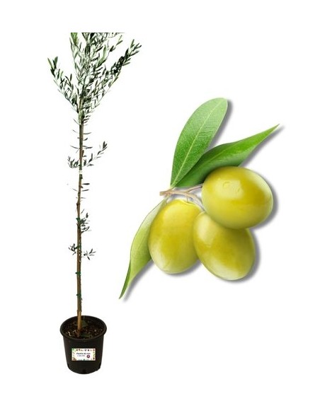 Olivo Ascolana (da mensa) Vaso 22