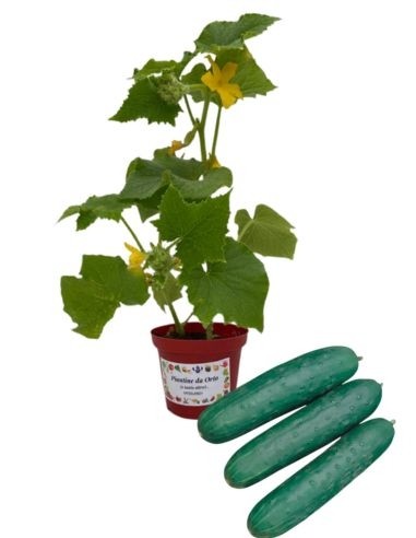 Cetriolo Innestato Vaso 14