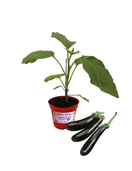 Melanzana Lunga Innestata Vaso diametro 14