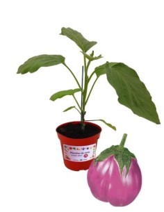 Melanzana Rosa Innestata Vaso diametro 14