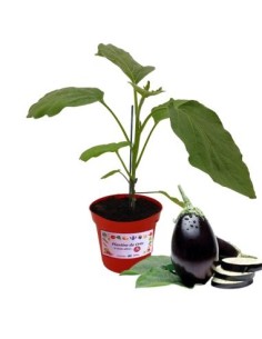 Melanzana Tonda Innestata Vaso diametro 14