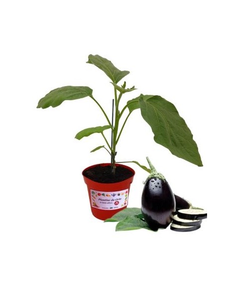 Melanzana Tonda Innestata Vaso diametro 14