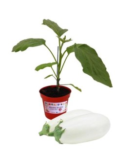 Veredelte weiße Aubergine, Topfdurchmesser 14