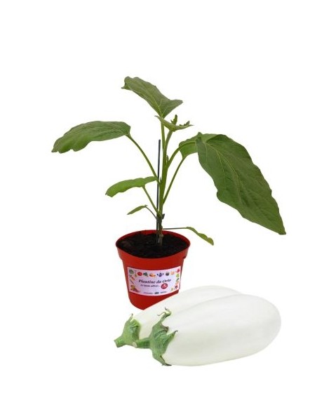 Veredelte weiße Aubergine, Topfdurchmesser 14