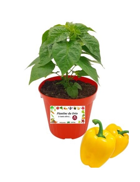 Peperone Giallo Innestato Vaso diametro 14