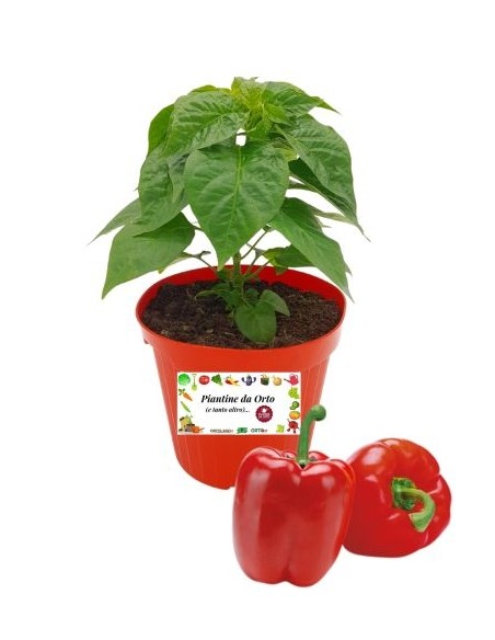 Peperone Rosso Innestato Vaso diametro 14