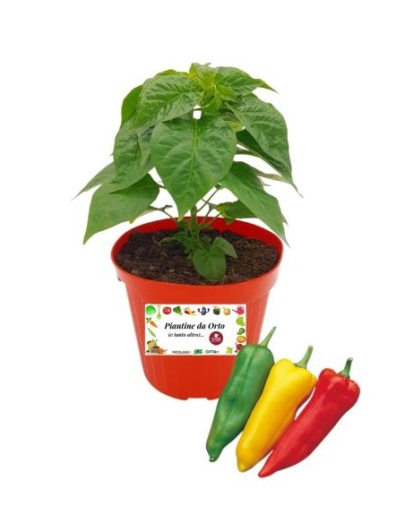 Peperone Corno Innestato Vaso diametro 14
