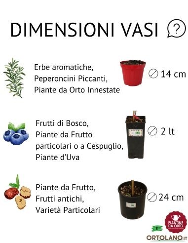 Peperone Corno Innestato Vaso diametro 14