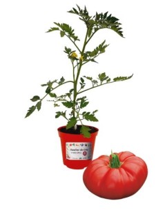 Pomodoro Cuore di Bue Innestato Vaso diametro 14