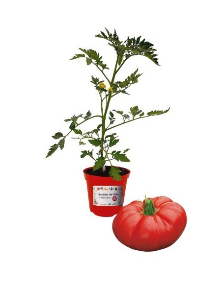 Pomodoro Cuore di Bue Innestato Vaso diametro 14