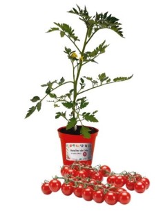 Veredelte Kirschtomate, Topfdurchmesser 14