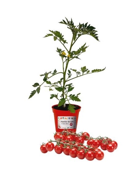 Veredelte Kirschtomate, Topfdurchmesser 14