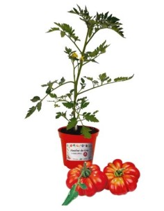 Gerippte, veredelte Tomate, Topf mit 14 cm Durchmesser