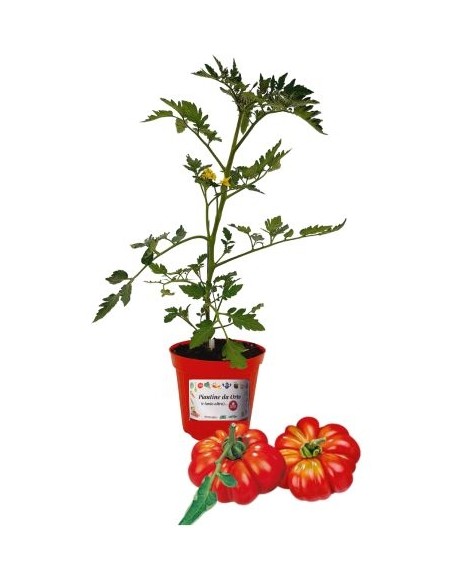 Pomodoro Costoluto Innestato Vaso diametro 14