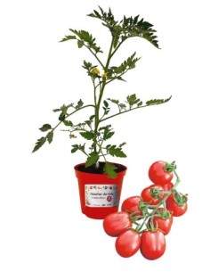 Gepfropfter Datterino-Tomatentopf Durchmesser 14