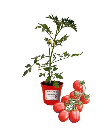 Gepfropfter Datterino-Tomatentopf Durchmesser 14