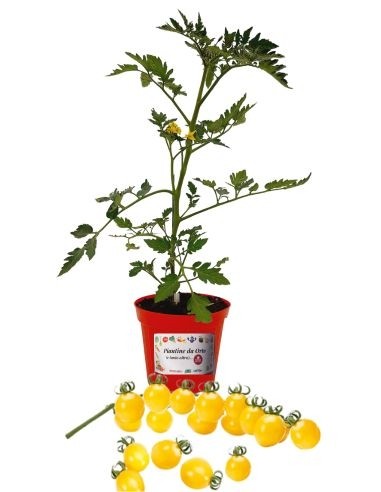 Pomodoro Ciliegino Giallo Innestato Vaso...