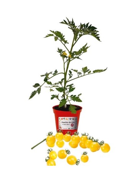 Veredelte gelbe Kirschtomate, Topf mit 14 cm Durchmesser