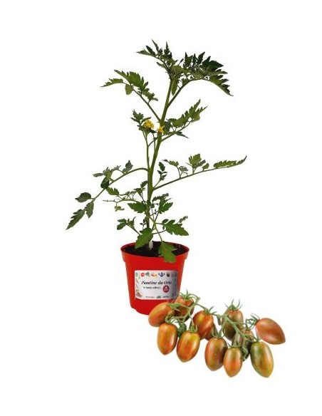 Veredelte Zebra-Datterino-Tomate, Topf mit 14 cm Durchmesser