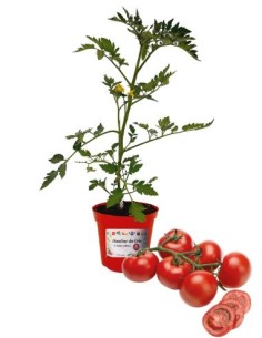 Veredelte Bundtomaten, Topfdurchmesser 14