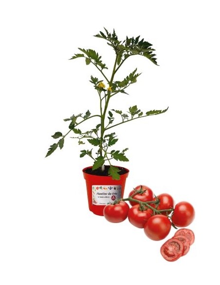 Veredelte Bundtomaten, Topfdurchmesser 14