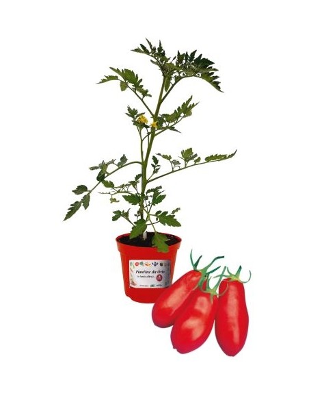 Pomodoro San Marzano Innestato Vaso diametro 14