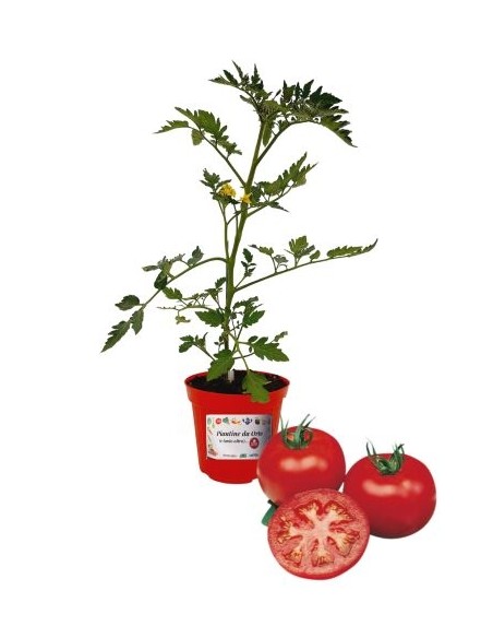 Pomodoro Tondo Innestato Vaso diametro 14