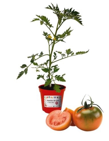 Camone-Tomatentopf mit veredelter Pflanze,...