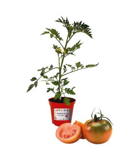 Camone-Tomatentopf mit veredelter Pflanze, Durchmesser 14