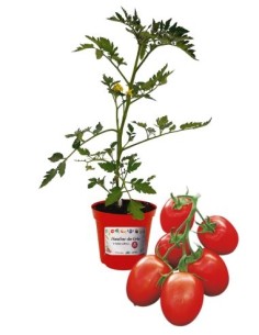 Pomodoro Cencara Innestato Vaso diametro 14