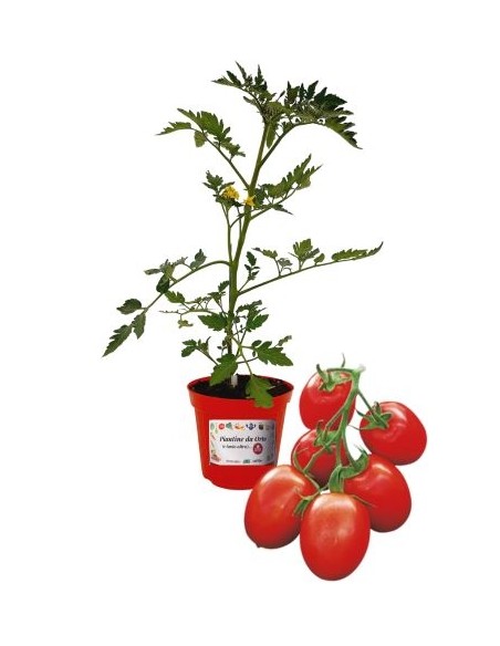 Pomodoro Cencara Innestato Vaso diametro 14