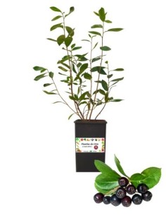 Aronia 2L Glas