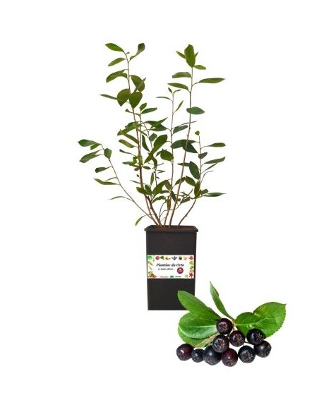 Aronia 2L Glas