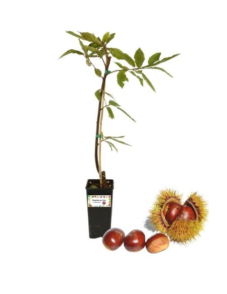 Castagno Bouche de Betizac  da seme Vaso 2L