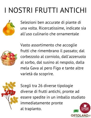 Castagno Bouche de Betizac  da seme Vaso 2L