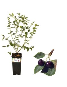 Kirschbusch Karminrot 2L Topf