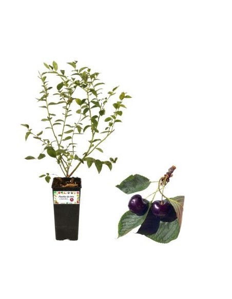 Kirschbusch Karminrot 2L Topf