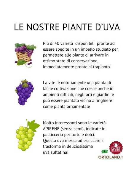 Ciliegio a Cespuglio Carmine Vaso 2L