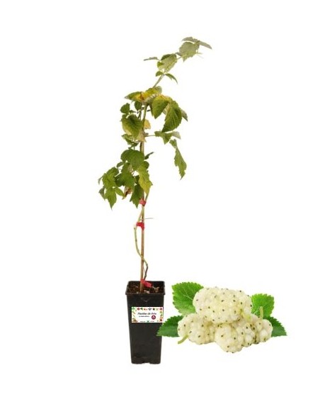 Gelso Bianco Vaso 2L