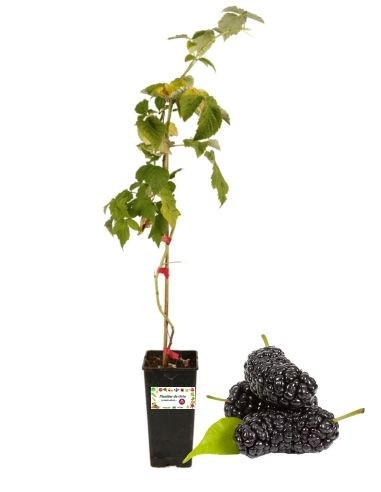 Schwarze Maulbeere, 2-Liter-Glas