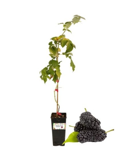 Schwarze Maulbeere, 2-Liter-Glas