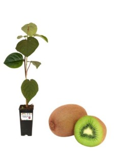 Kiwi Arguta issai (autofertil) Vase 2L
