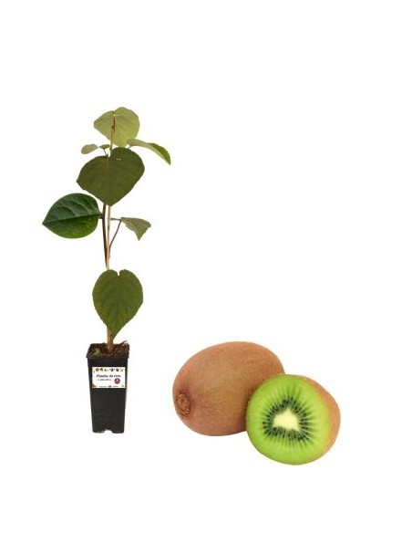 Kiwi Arguta issai (autofertil) Vase 2L