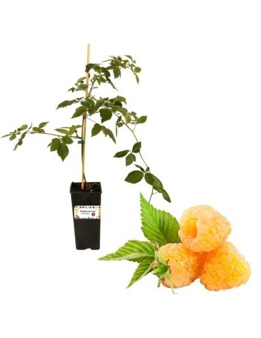 Gelbe Himbeere, remontierend, 2-Liter-Topf