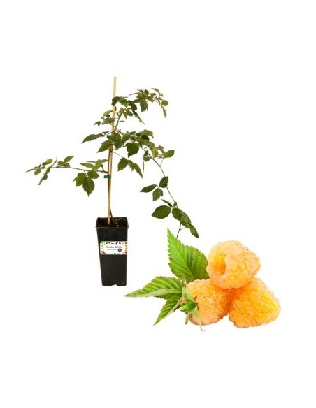 Gelbe Himbeere, remontierend, 2-Liter-Topf
