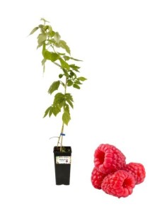 Lampone Rosso Precoce  Vaso 2L