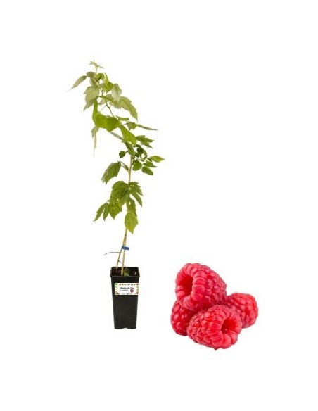 Dornenlose rote Himbeere, 2-Liter-Glas