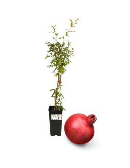 Melograno Mollar (senza semi) Vaso 2L