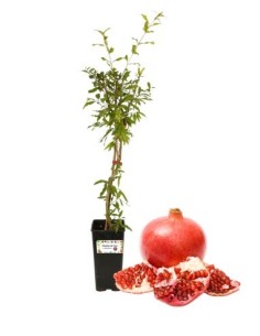 Wunderbarer Granatapfel (zum Entsaften) 2-Liter-Glas