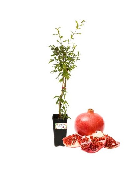 Wunderbarer Granatapfel (zum Entsaften) 2-Liter-Glas